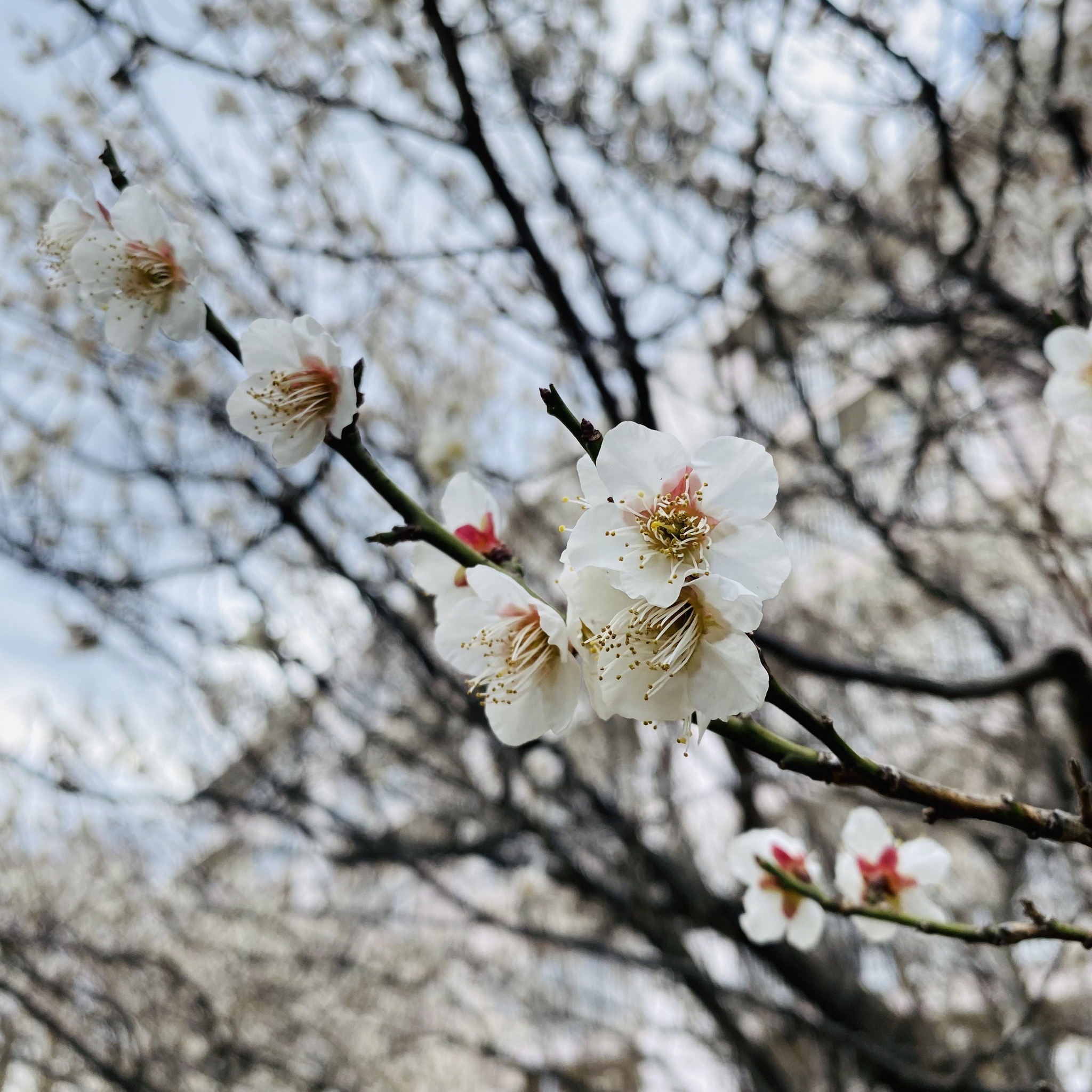 【その他】梅の花.jpg