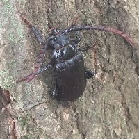ウスバカミキリの写真