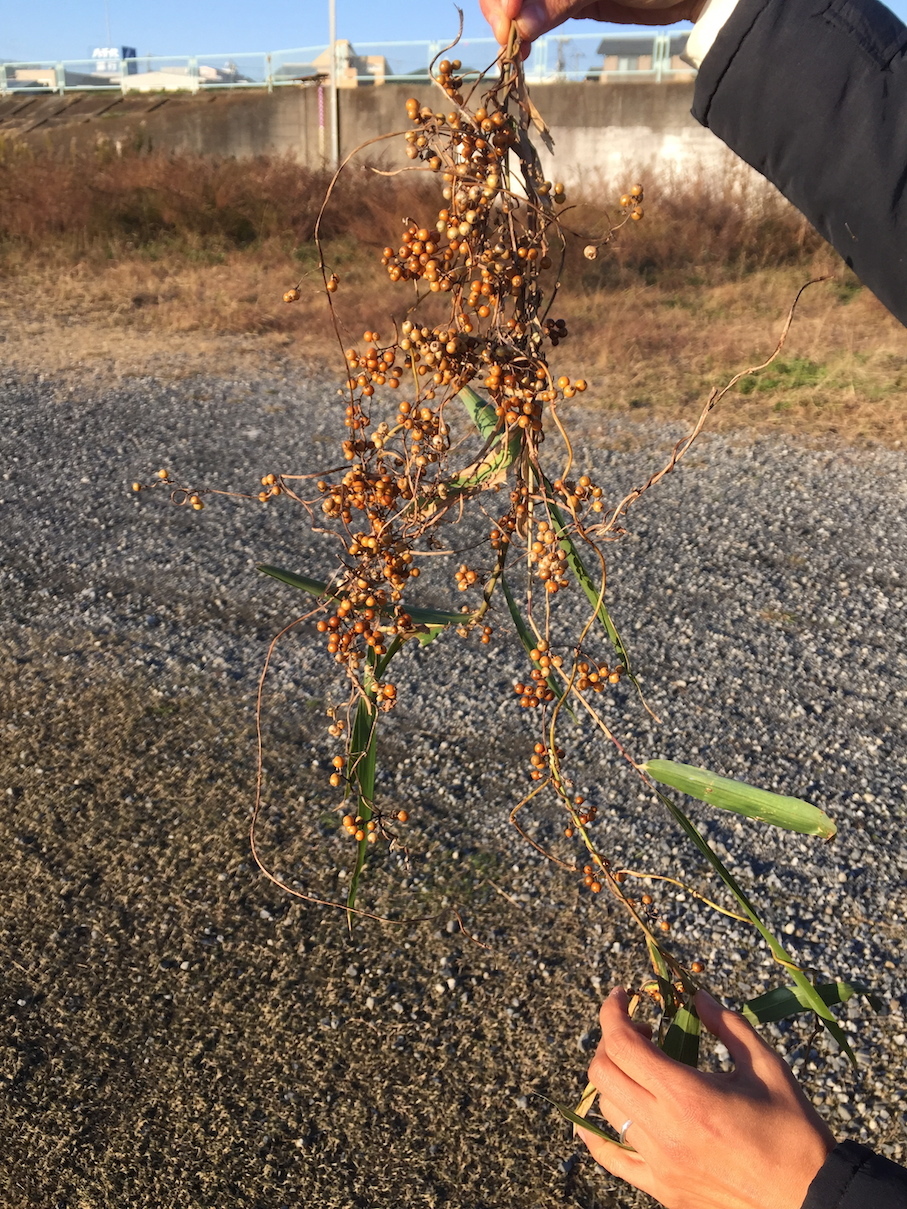 黄色の実の植物の写真