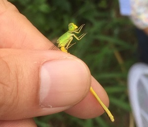 目と胸は黄緑、口と腹は黄色のキイトトンボの写真